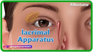 Anatomy of lacrimal apparatus Animation  USMLE Step 1 [upl. by Ruder36]