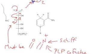 CHEM 407  Pentose Phosphate Pathway  6phosphogluconate Dehydrogenase [upl. by Vonny]