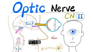 Optic Nerve amp Visual Pathway  Cranial Nerve 2 CN II  Neuroanatomy Series [upl. by Dickens]