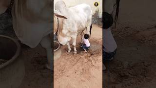 गौपालक  gaupalak  full video  shortvideo youtube gopal [upl. by Eille922]