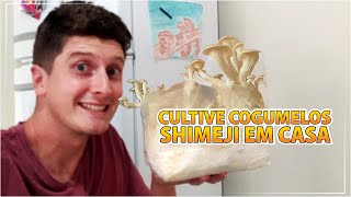 🍄 COMO PLANTAR COGUMELO SHIMEJI  COMO CULTIVAR COGUMELOS SHIMEJI [upl. by Airret846]