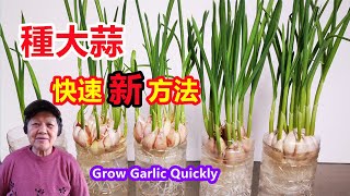 快速種大蒜的新方法，既收蒜苗又收大蒜，陽台也能種 How to Grow Garlic quickly\Mars Hydro [upl. by Notpmah646]