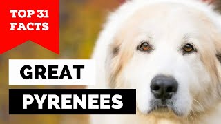 99 of Great Pyrenees Dog Owners Dont Know This [upl. by Eniamzaj980]