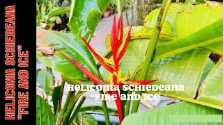 Cold hardy Heliconia Schiedeana “Fire and Ice” [upl. by Lionel]