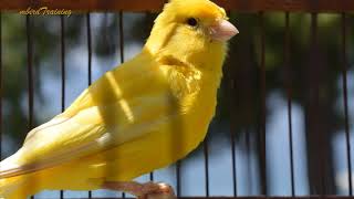 canary singing video  the best canary training song 40 minutes [upl. by Ille]