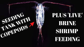 Adding Copepods to a Saltwater tank  How to [upl. by Magna]