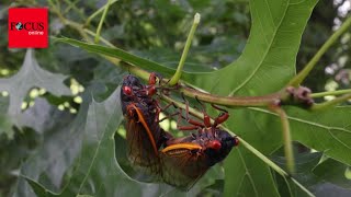 InsektenInvasion Billionen Zikaden werden im April in USA ausschwärmen [upl. by Llertnek]