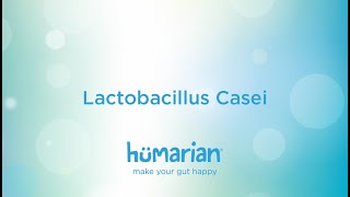 Lactobacillus Casei [upl. by Denni323]