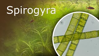 Aquarium Under a Microscope Spirogyra [upl. by Cerveny416]