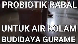 PROBIOTIK RABAL UNTUK FERMENTASI AIR KOLAM GURAME  BUDIDAYA GURAME [upl. by Felecia]