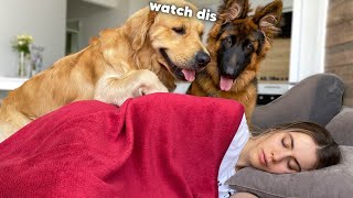 This Is What My Dogs Do When I Try To Sleep [upl. by Aliekat26]