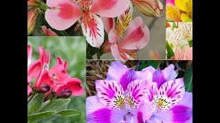 How to grow alstroemeria  How do you take care of Alstroemeria  How to divide Peruvian lilies [upl. by Asilla]