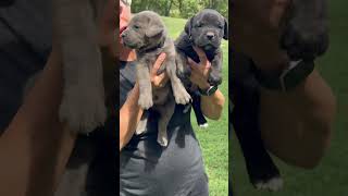 Blue and black brindle cane corso puppies five weeks old ❤️❤️ [upl. by Gemina984]