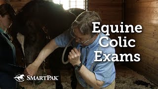 Equine Colic Exams [upl. by Siravart]