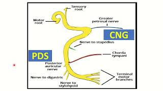 Facial nerve branches MRCS question solve CRACK MRCS [upl. by Vera414]