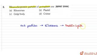 Ribonucleoprotein particles of protoplasm are [upl. by Pessa]