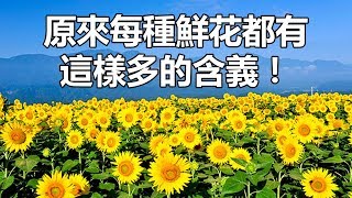 原來每種鮮花都有這樣多的含義 [upl. by Kiryt]