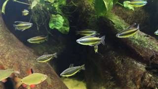 Blue Eyed Congo Tetra  Phenacogrammus aurantiacus  Lefini River [upl. by Mcguire]