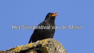 Het Songfestival van de Merel [upl. by Nellie]