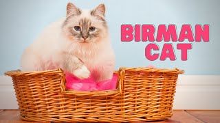 Birman Cat  What Makes the Birman Cat SO Special [upl. by Rhine]