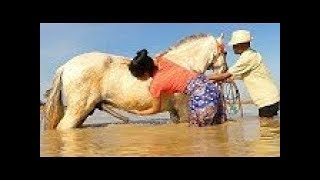 How training basic horse care for beginners  Learning about horse for beginners [upl. by Ysabel]