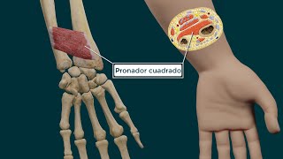 Anatomía funcional del Pronador Cuadrado Origen inserción función e inervación [upl. by Annoel]