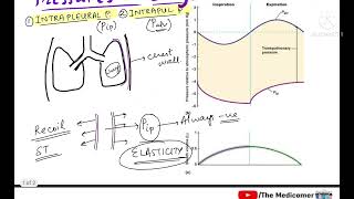 Pressures in Lungs  Respiratory Physiology [upl. by Nilkoorb]