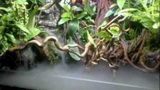 Paludarium met waterwall te koop [upl. by Nosecyrb]