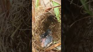 Babies Grown Sparrow Bird Wait eat Ep038 nature nest birdegg birdsounds beautifulnest wildlif [upl. by Alakam]