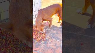 Deformed Stray Dog in Puerto Rico [upl. by Htehpaj]