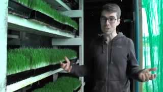 How Much Wheatgrass Juice Should I Drink [upl. by Sokram]