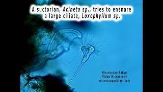 Acineta and Loxophyllum [upl. by Icram]