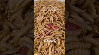 Mealworms vs RAW MEAT [upl. by Cochard]