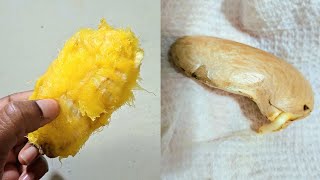 How to germinate mango seeds [upl. by Jonati]