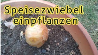 Zwiebel einpflanzen Keimende Zwiebeln einpflanzen Speisezwiebel im Topf pflanzen vermehren anbauen [upl. by Nosille70]