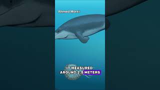 5 Smallest Whale Species In The World [upl. by Puiia]