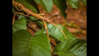 Bicho pau 🦗 Phasmatodea [upl. by Rennat384]