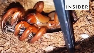 Trapdoor Spiders Are Masters Of Surprise [upl. by Aneloj997]