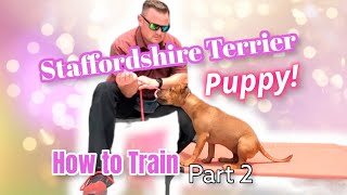 Staffordshire Terrier Puppy Training Teaching Sits and Downs Properly [upl. by Anrol384]