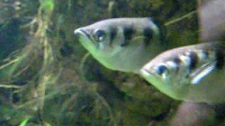 Adult Archerfish  Schützenfische  Aquazoo 1448 [upl. by Kerge]