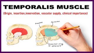 Temporalis Muscle  Origin Insertion Nerve supply Clinical importance  Anatomy [upl. by Ressler594]