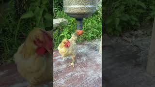 this machine feeds hens shortsvideo [upl. by Bradley]