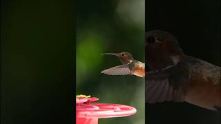 Hummingbirds Flying Backwards [upl. by Nudnarb]