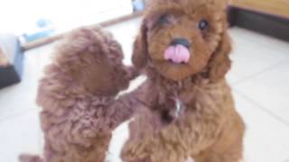 Red mini poodle puppies 8 weeks old [upl. by Sharla591]