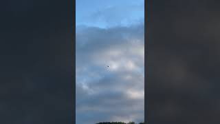 Kestrel hunting over a meadow in England kestrels kestrel raptors birds birdwatching [upl. by Selina730]