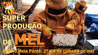 SUPER PRODUÃ‡ÃƒO DE MEL DO APIÃRIO MEIA PONTE 2Âº DIA DA COLHEITA DE MEL CIA DA ABELHA [upl. by Hooke]