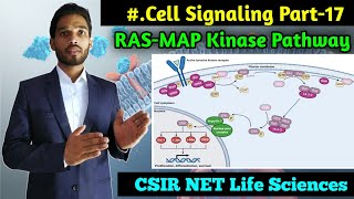 RasMAP kinase Pathway  BSc 1st year Zoology  Cell signalling Part17  CSIR NET Life Sciences [upl. by Atinele401]