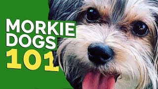 Morkie Dogs 101 [upl. by Novi]