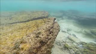 Collecting Cowrie Shells [upl. by Fabien183]