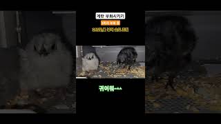 계란 부화시키기375도물 넣어 습도 조절3마리 부화 중 [upl. by Waers]